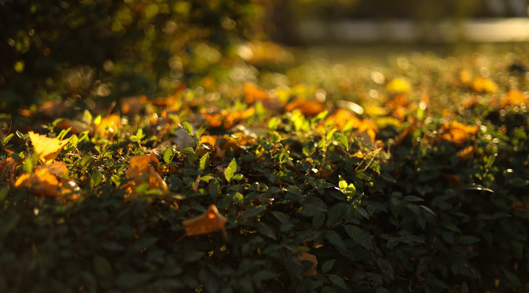 11. Blurry grass