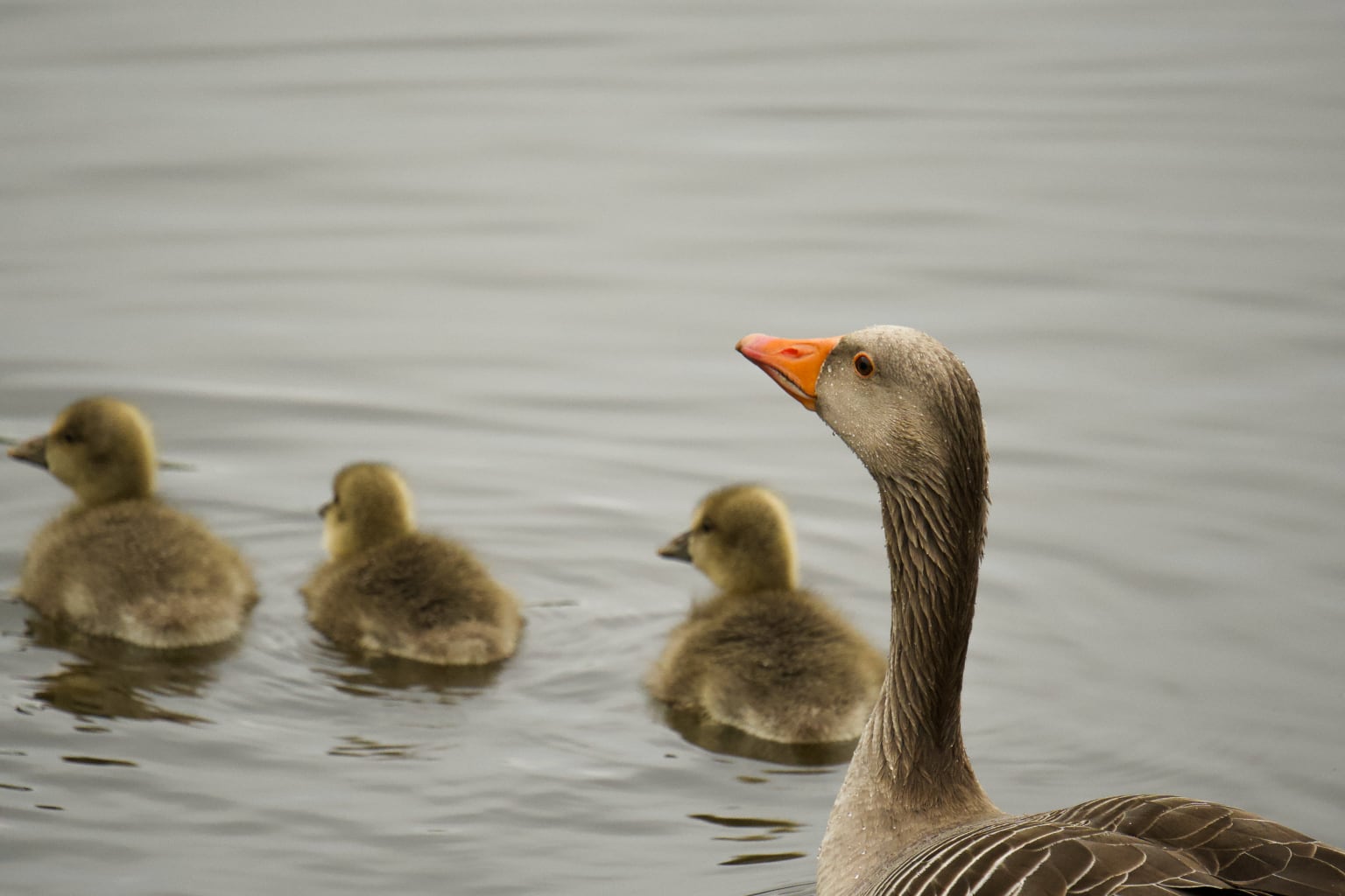 6. Cute ducks