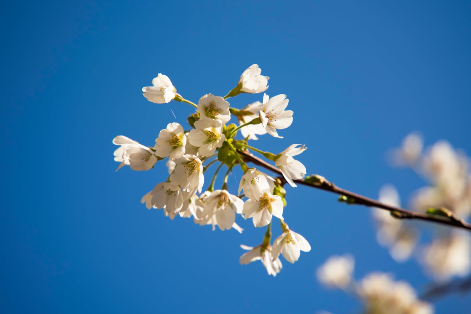 4. Spring flowers