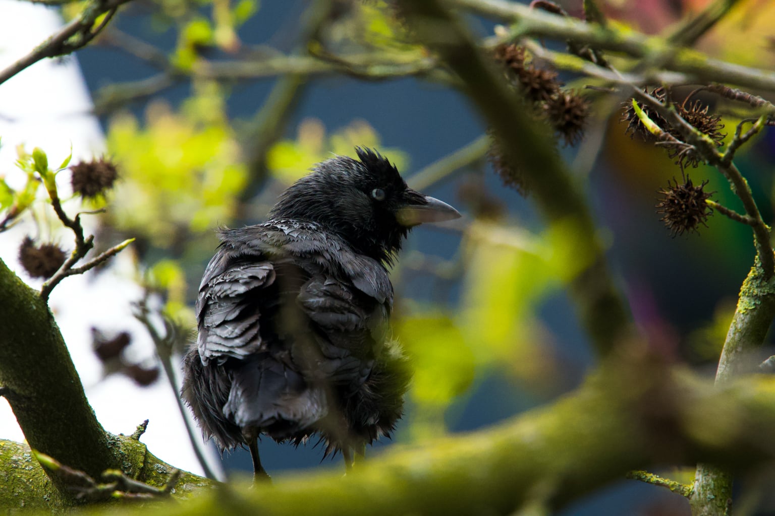 2. Raven on the tree