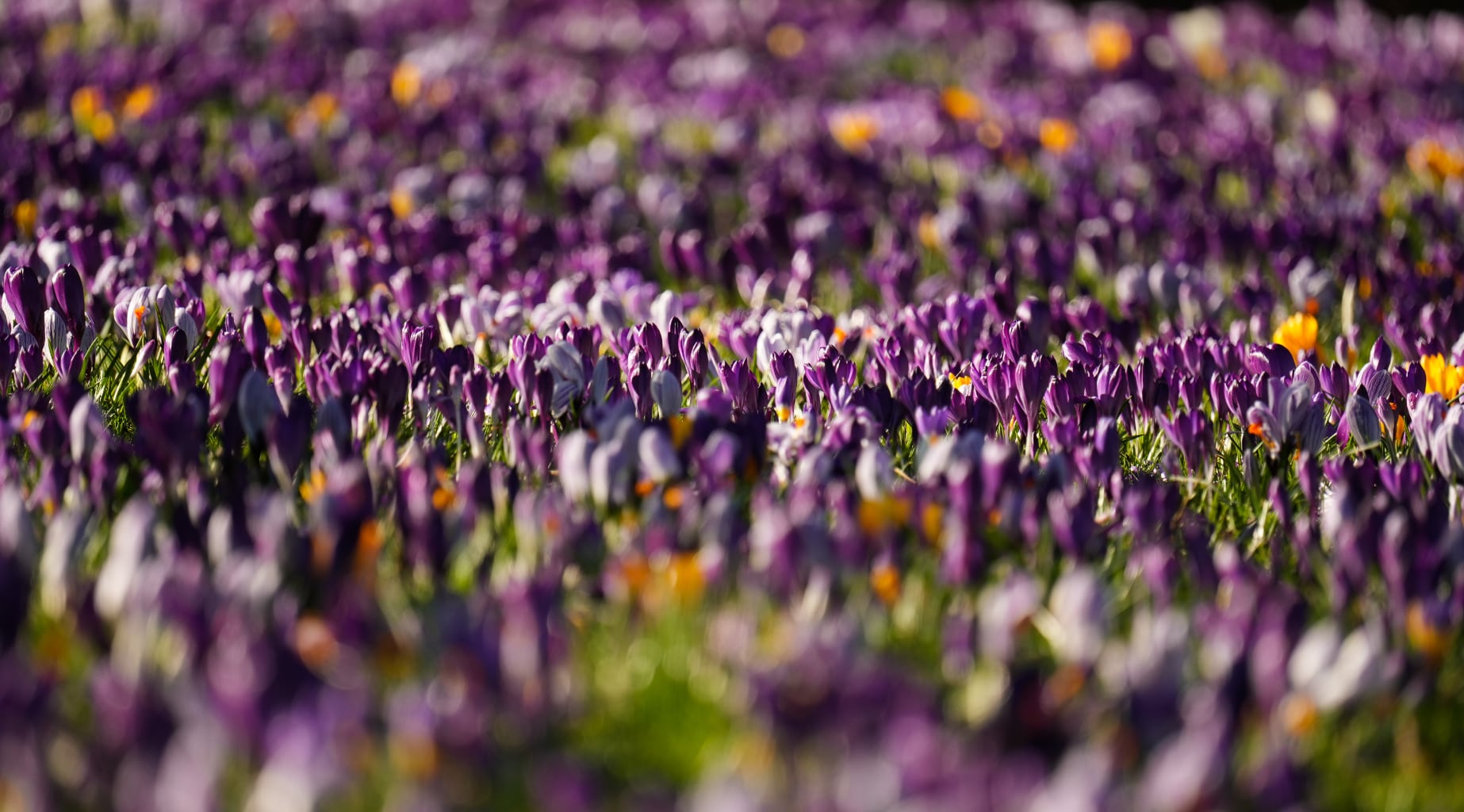 7. Flower field