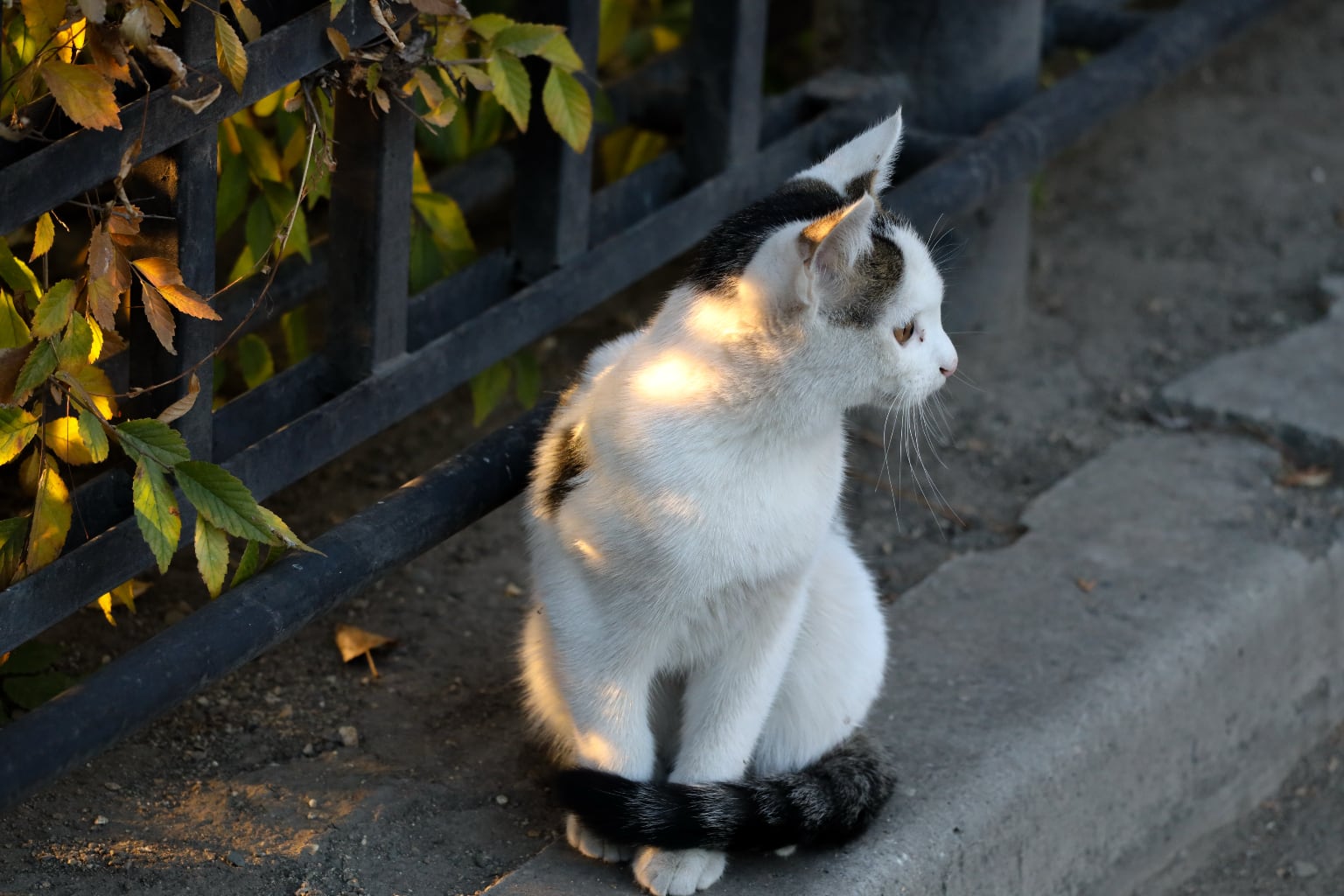 10. Cute cat